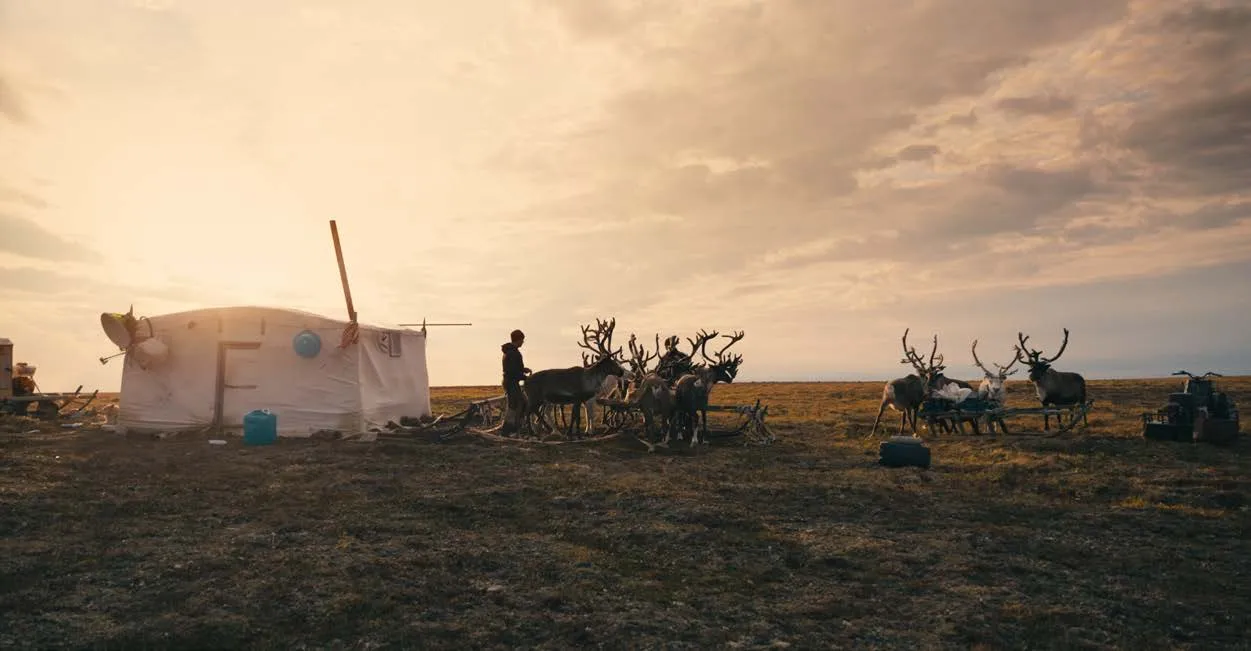 A camp and reindeer at sunset.